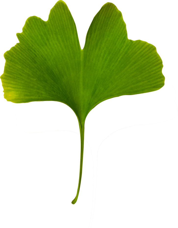 Ginkgo Biloba Isolated